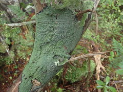Pannaria implexa