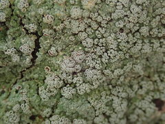 Pannaria implexa