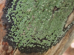 Pannaria implexa