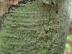 Pannaria implexa
