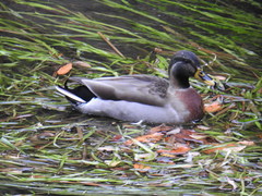 Anas platyrhynchos × zonorhyncha