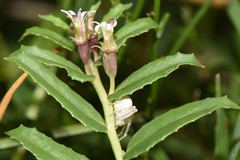 Lobelia concolor