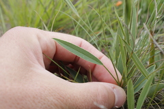 Tephrosia marginella