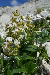 Valeriana elongata