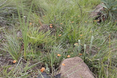 Tephrosia marginella