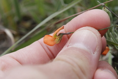 Tephrosia marginella