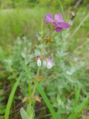 Syncolostemon elliottii