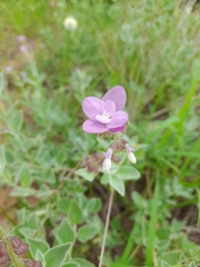 Syncolostemon elliottii