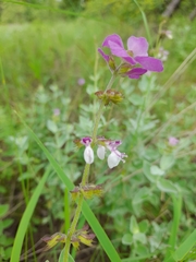 Syncolostemon elliottii