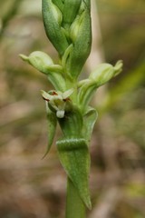 Satyrium ligulatum