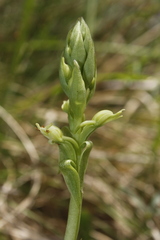 Satyrium ligulatum
