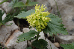 Paederota lutea