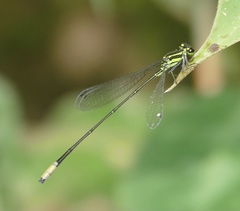 Pseudagrion melanicterum