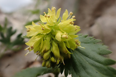 Paederota lutea