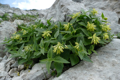 Paederota lutea