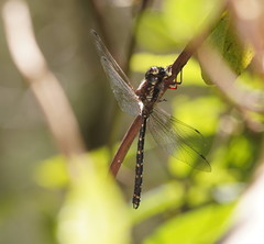 Austroaeschna atrata