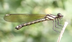 Chlorocypha