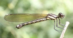 Chlorocypha