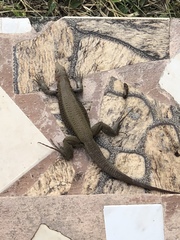 Pholidoscelis erythrocephalus