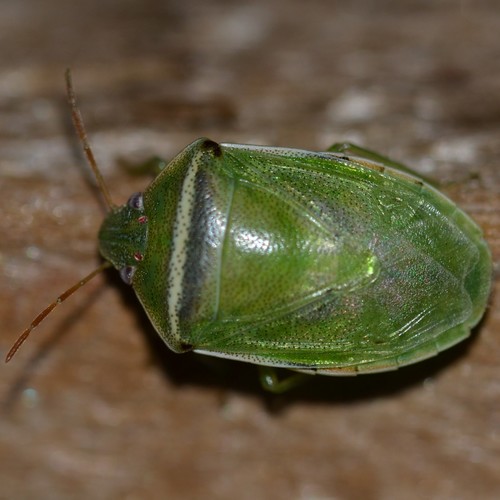 Red-banded Stink Bug photo 3