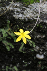 Hypoxis parvula parvula