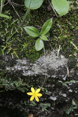 Hypoxis parvula parvula