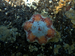 Meridiastra medius