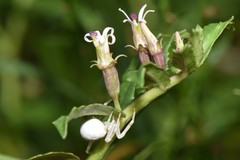Lobelia concolor