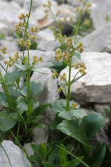 Valeriana elongata