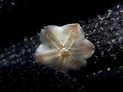 Meridiastra medius