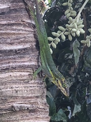Anolis bimaculatus