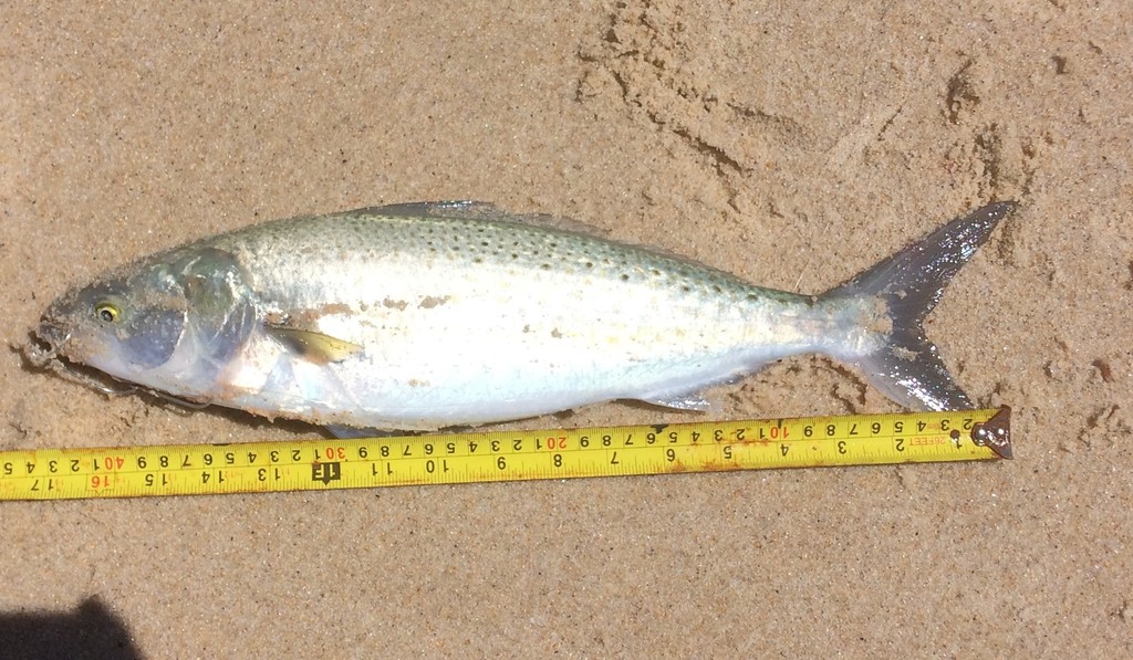 Arripis truttacea