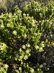 Diosma guthriei