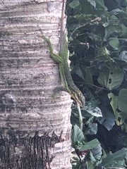 Anolis bimaculatus