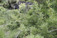 Bergbambos tessellata