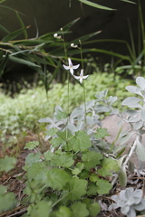 Lobelia vanreenensis