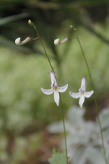 Lobelia vanreenensis
