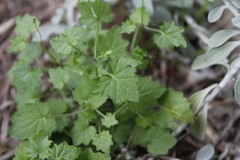 Lobelia vanreenensis