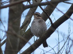Turdus eunomus