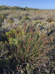 Thamnochortus fraternus