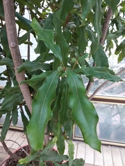 Macadamia ternifolia