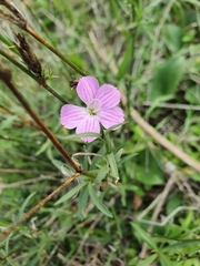 Dianthus strictus