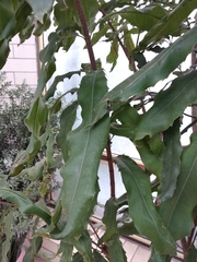 Macadamia ternifolia