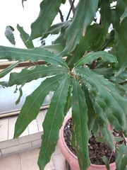 Macadamia ternifolia