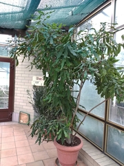 Macadamia ternifolia