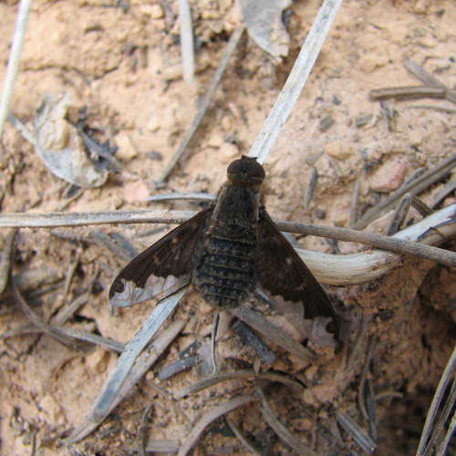 Sinuous Bee Fly photo 3