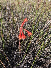 Cyrtanthus fergusoniae