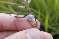 Eulophia zeyheriana