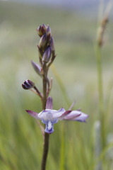 Eulophia zeyheriana