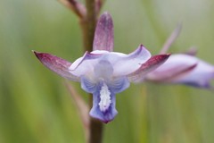 Eulophia zeyheriana